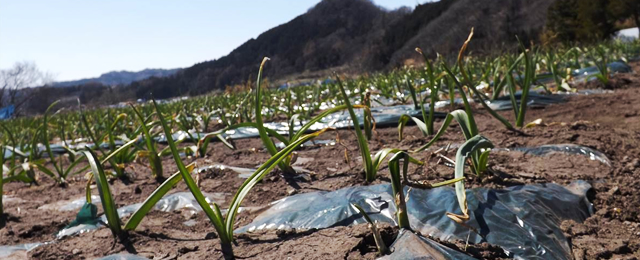 恵まれた自然、土や水で育ったにんにく